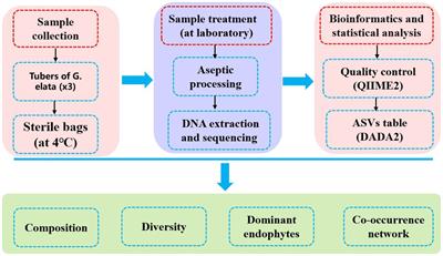 High-throughput sequencing-based analysis of the composition and diversity of endophytic bacteria community in tubers of Gastrodia elata f.glauca